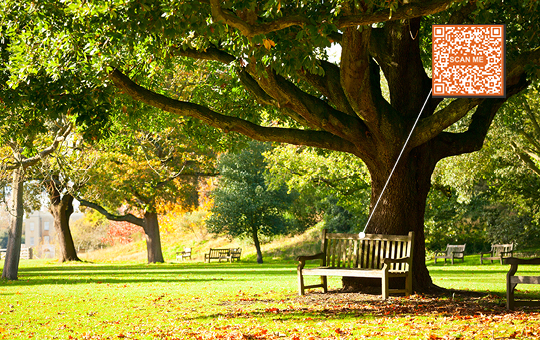 A sunny tree-lined path with a QR Code attached to one of the trees.